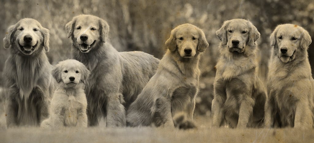Perro Golden : Todo lo que debes saber sobre esta exuberante raza de ...