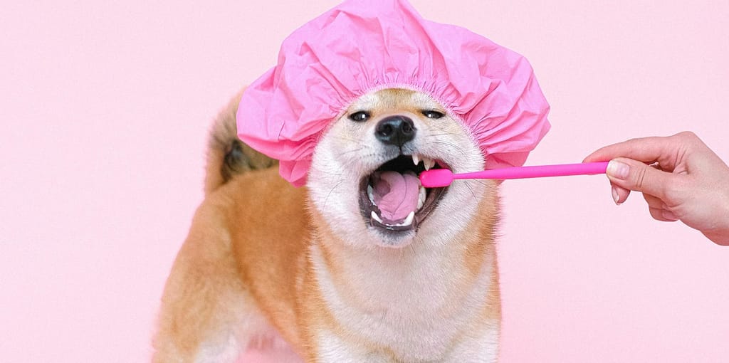 no hay perro feo si no mal arreglado