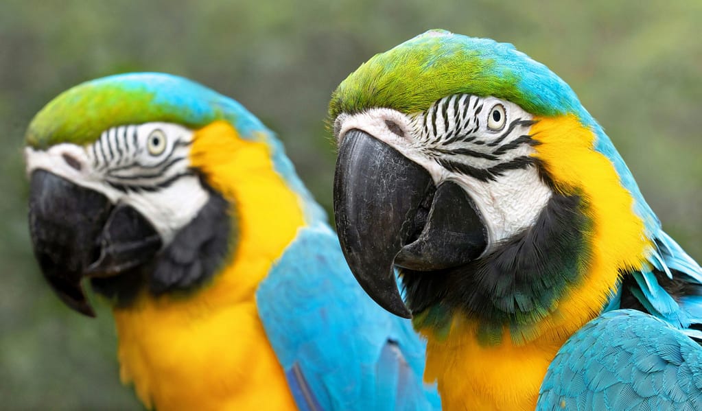 guacamayos