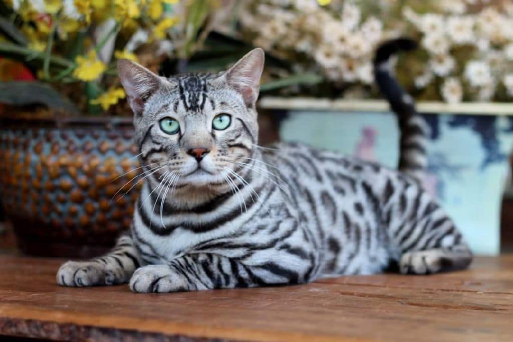 Gato Bengalí Precio: Descubre cuánto cuesta esta raza exótica de felino