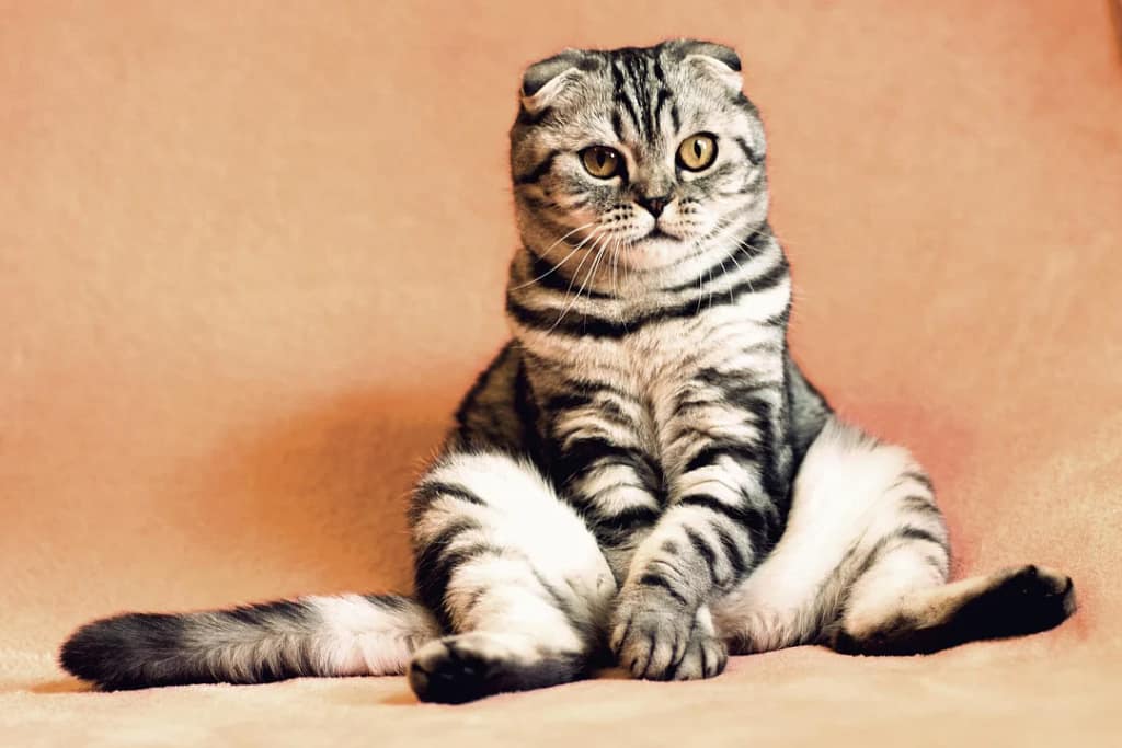 gato Scottish Fold