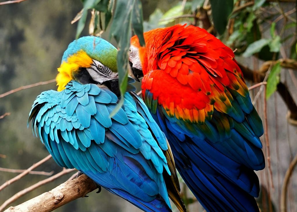 guacamayos