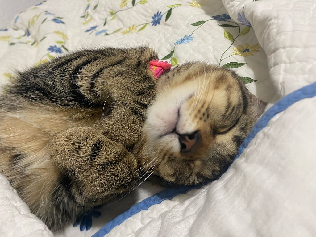 razas de gatos domesticos