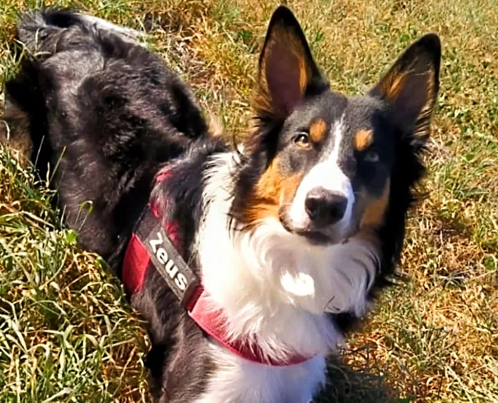 Border collie cachorro