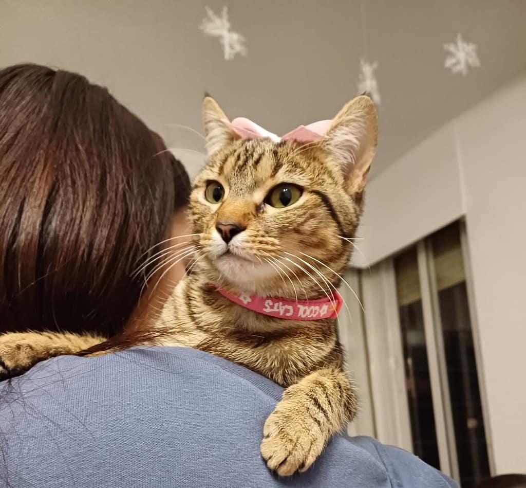 gato domestico comun