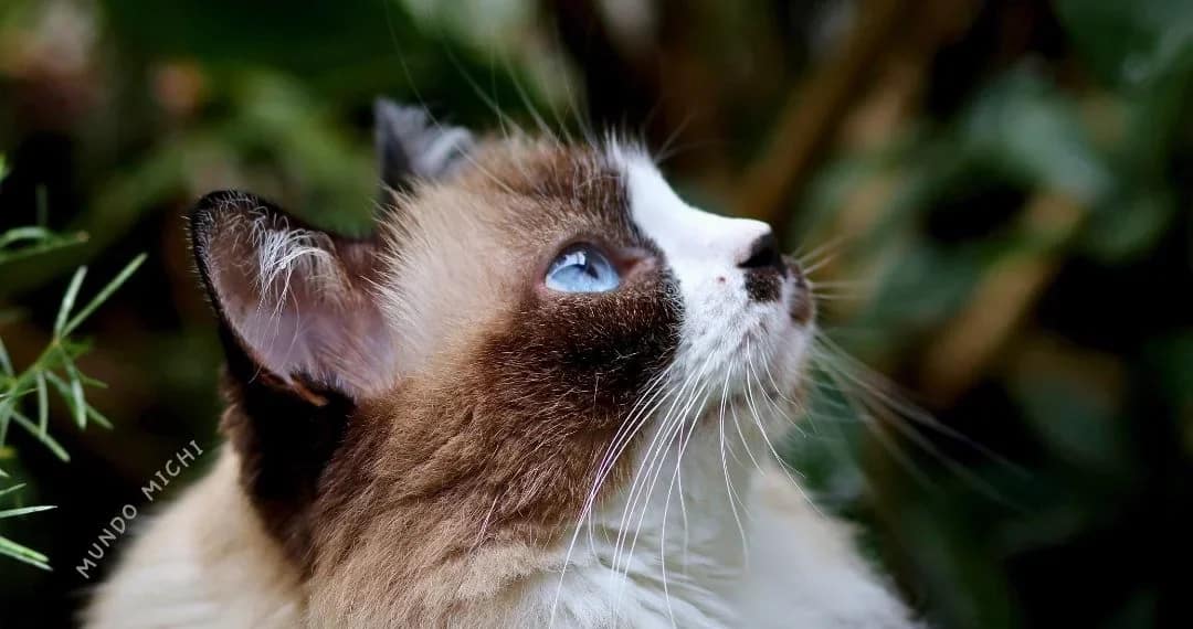 Todo sobre el gato himalayo: características cuidados y curiosidades