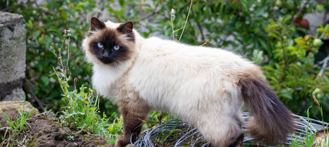 Descubre los beneficios del Himalaya Gato y cómo cuidar esta raza exótica