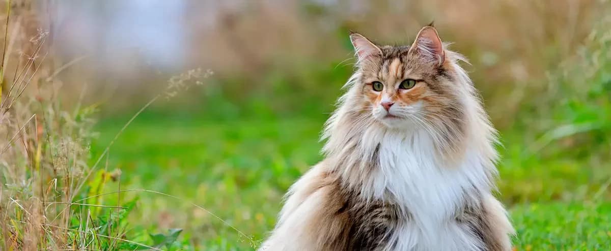 Bosque de Noruega gato: descubre todo sobre esta majestuosa raza felina