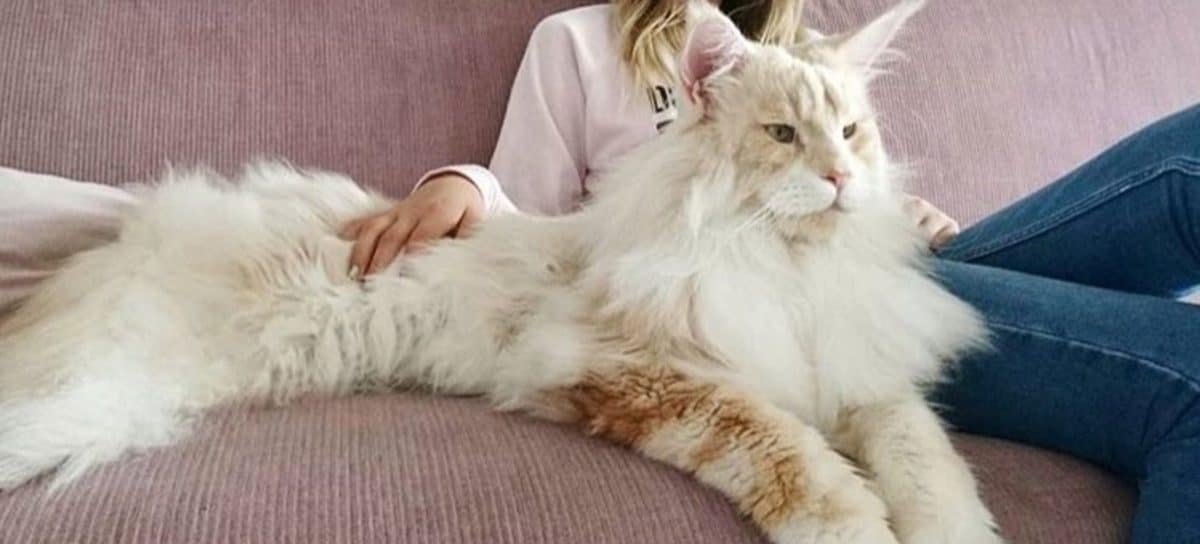 razas de gatos grandes