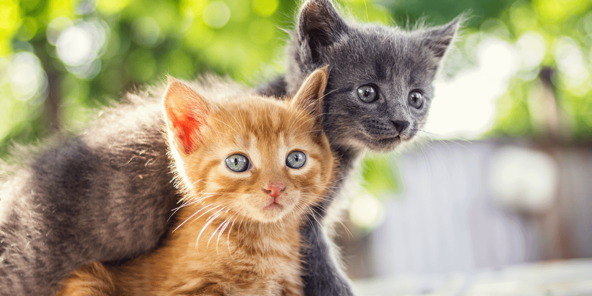 Descubre la ternura de los gatitos: consejos cuidados y curiosidades