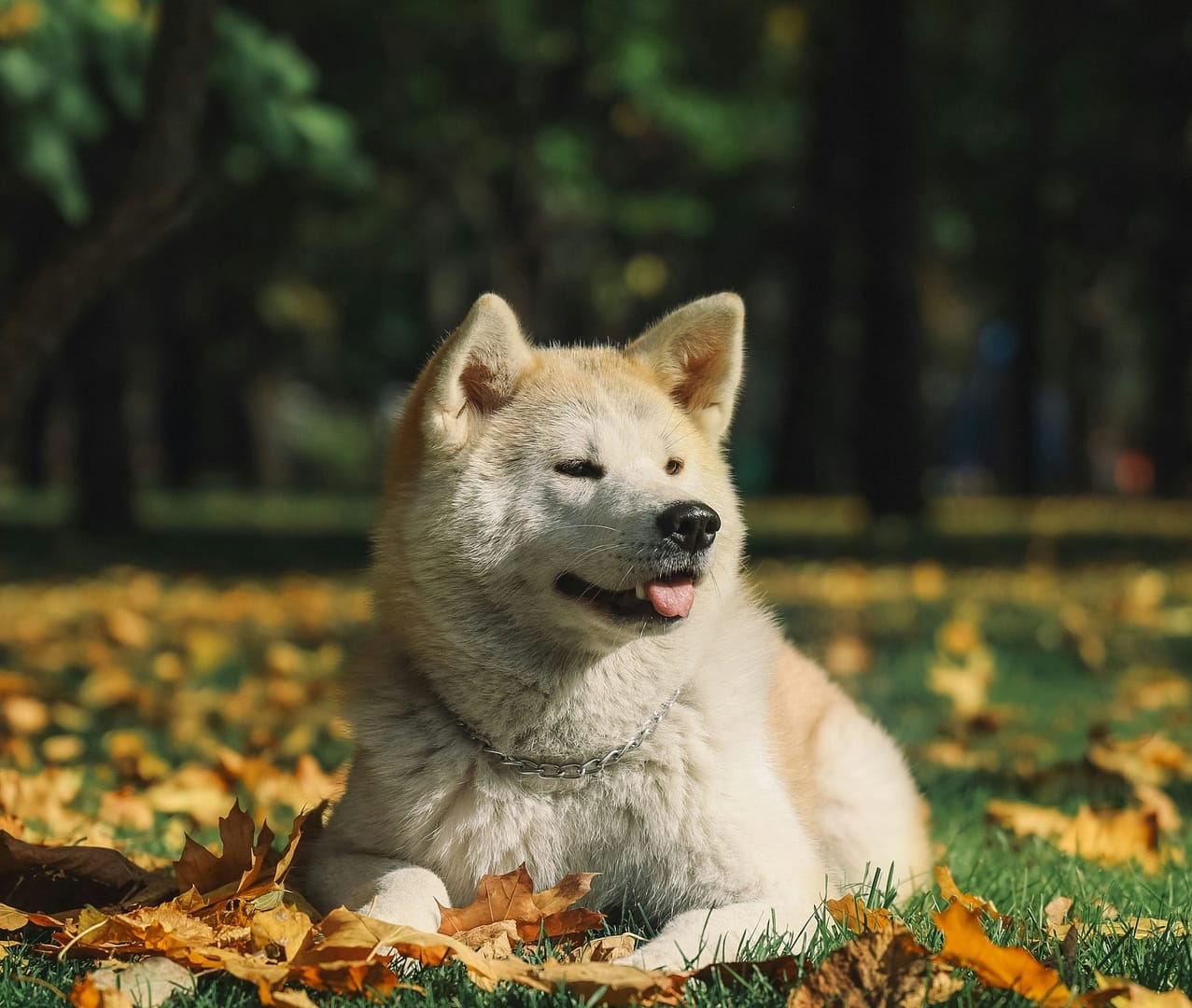 Akita Americano: Características cuidados y consejos para esta raza de perro