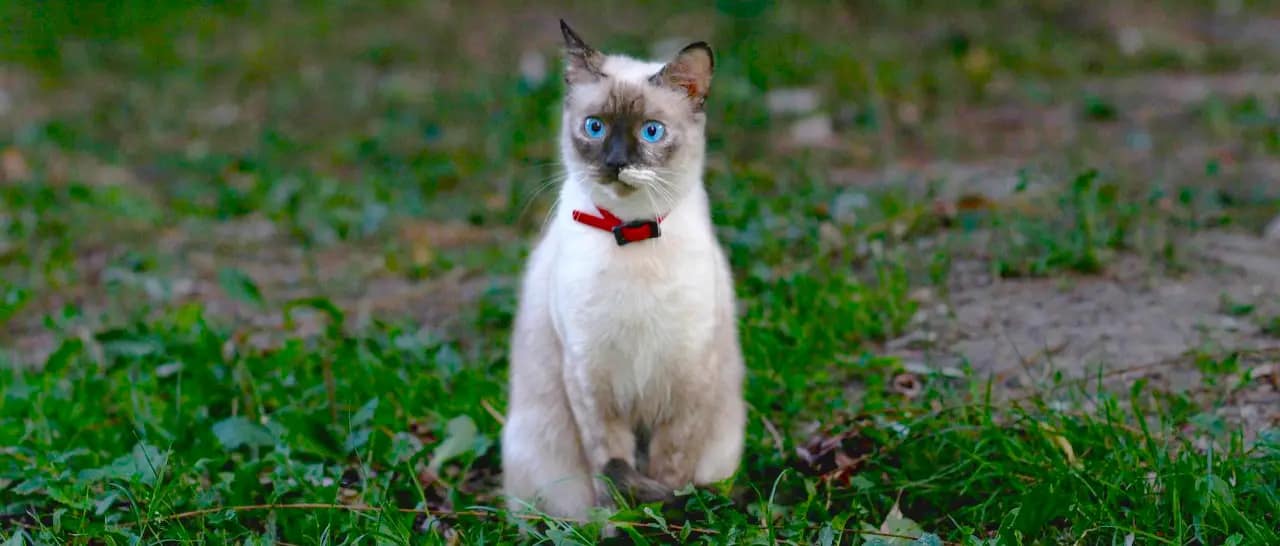 birmano gato