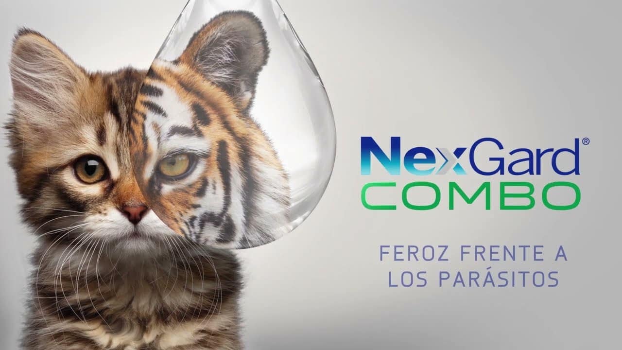 NexGard Combo para gatos: una protección completa contra pulgas y garrapatas
