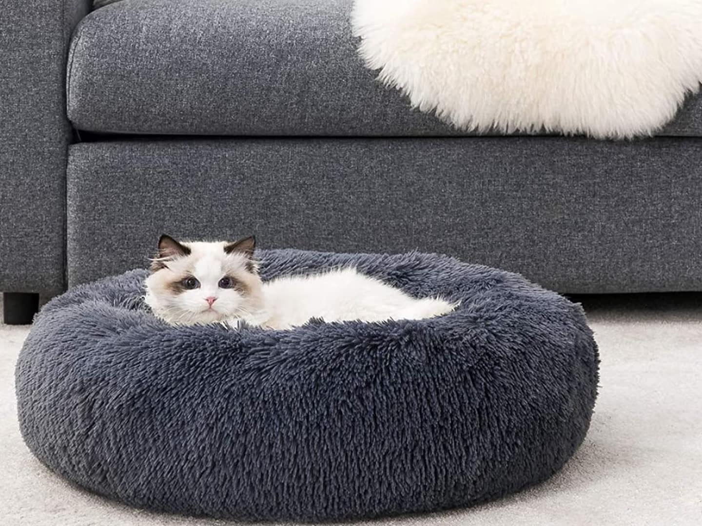 Camas para gatos: Descubre las mejores opciones para el descanso de tu mascota