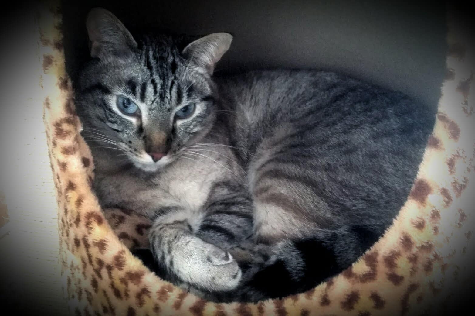 Asombroso ! todo sobre el gato: comportamiento cuidados y 4 curiosidades increíbles