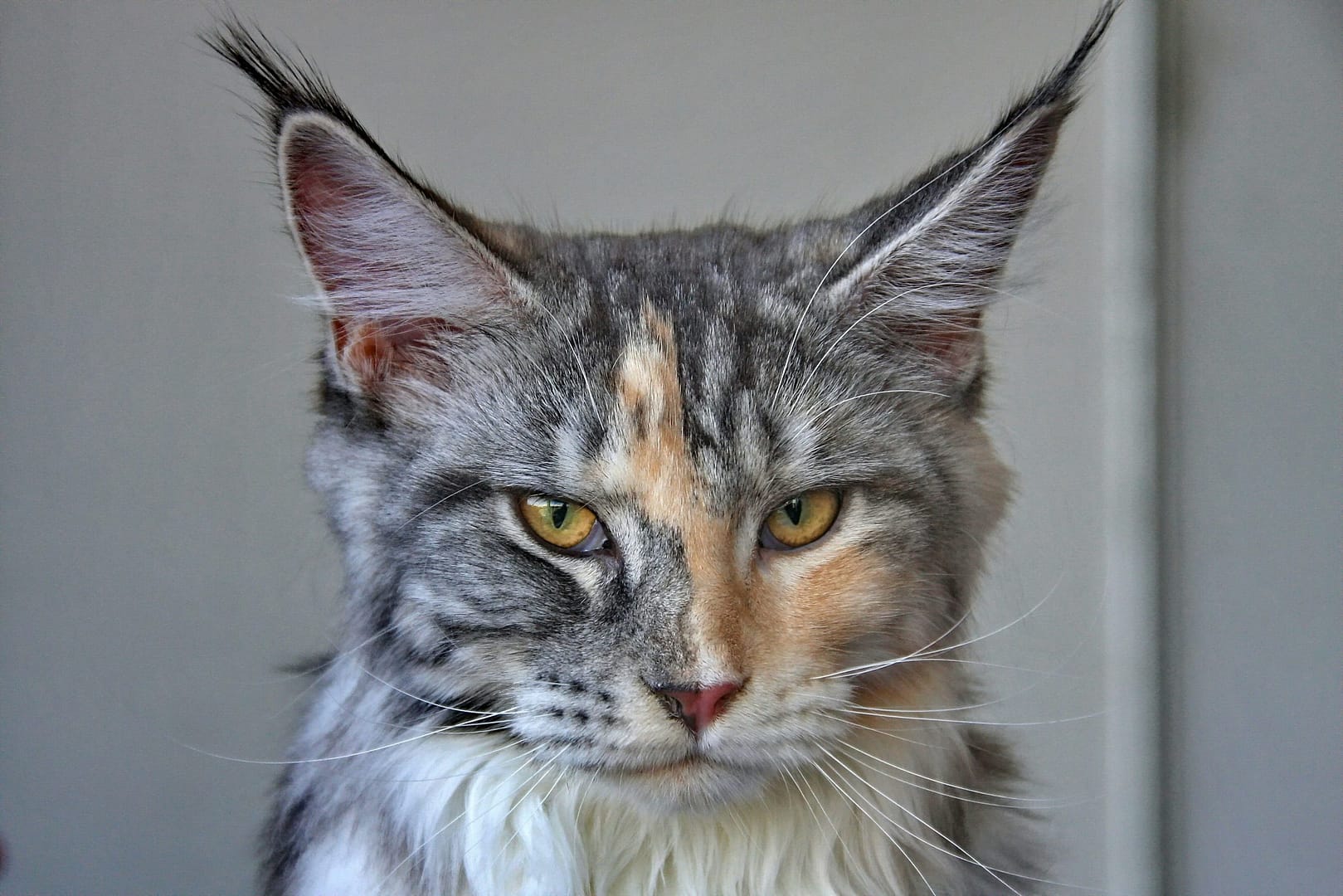 Gato Maine Coon: Descubre su precio y características