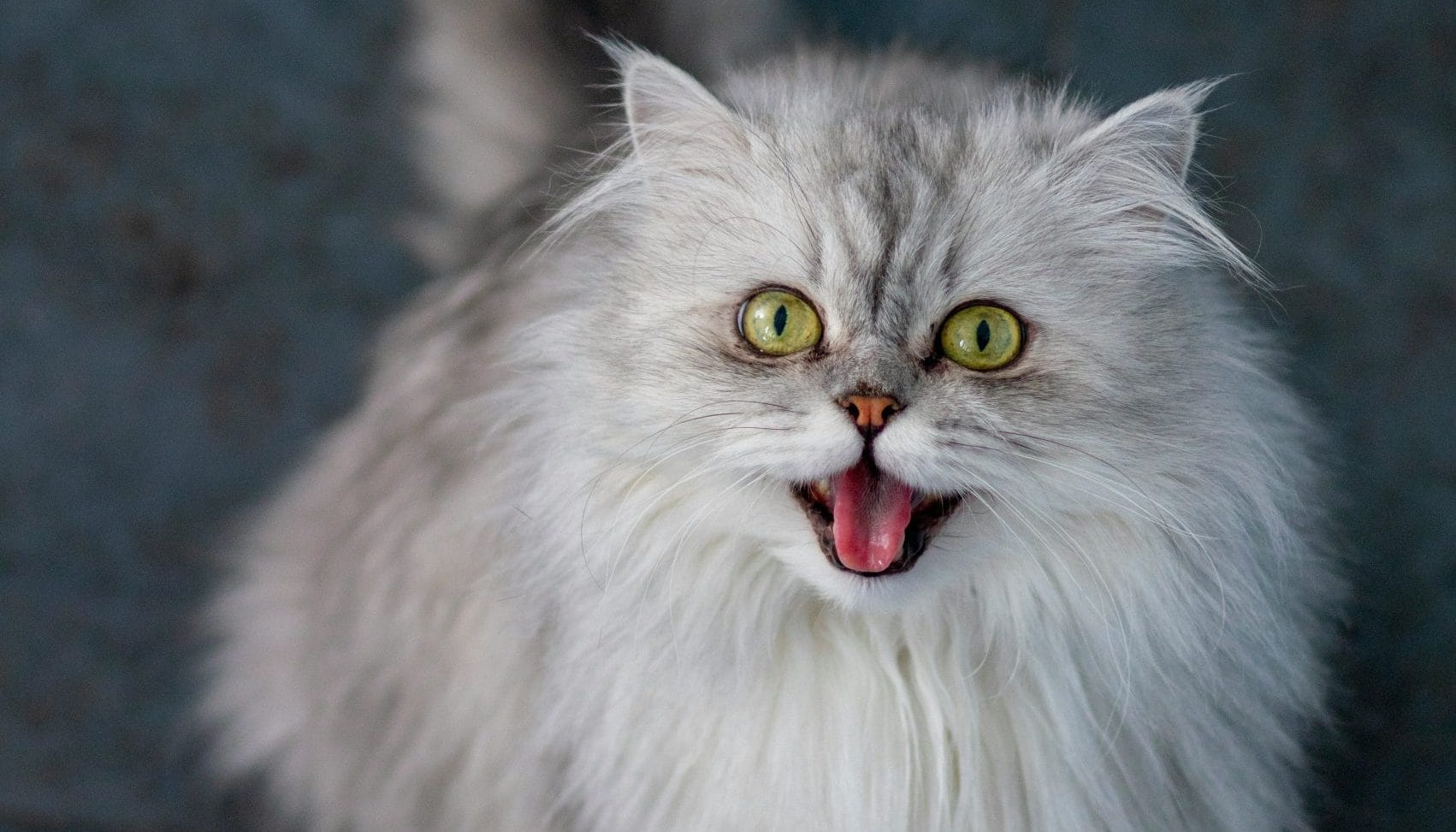 Gato Angora: Características cuidados y curiosidades de esta raza felina