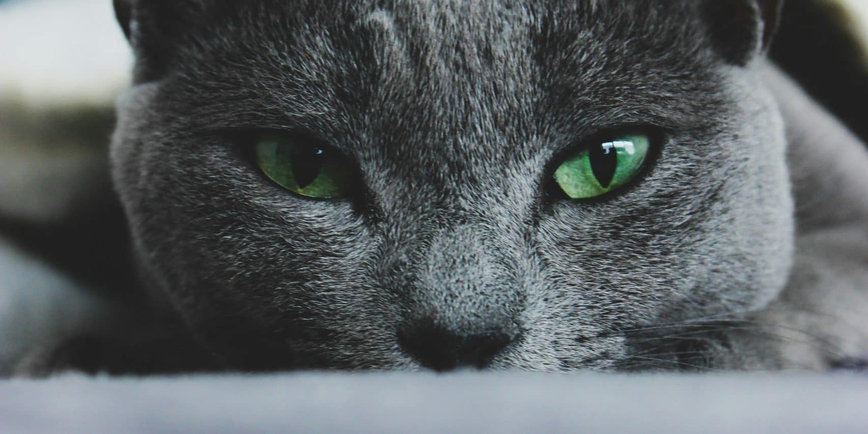 Todo lo que debes saber sobre el gato azul ruso: origen características y cuidados