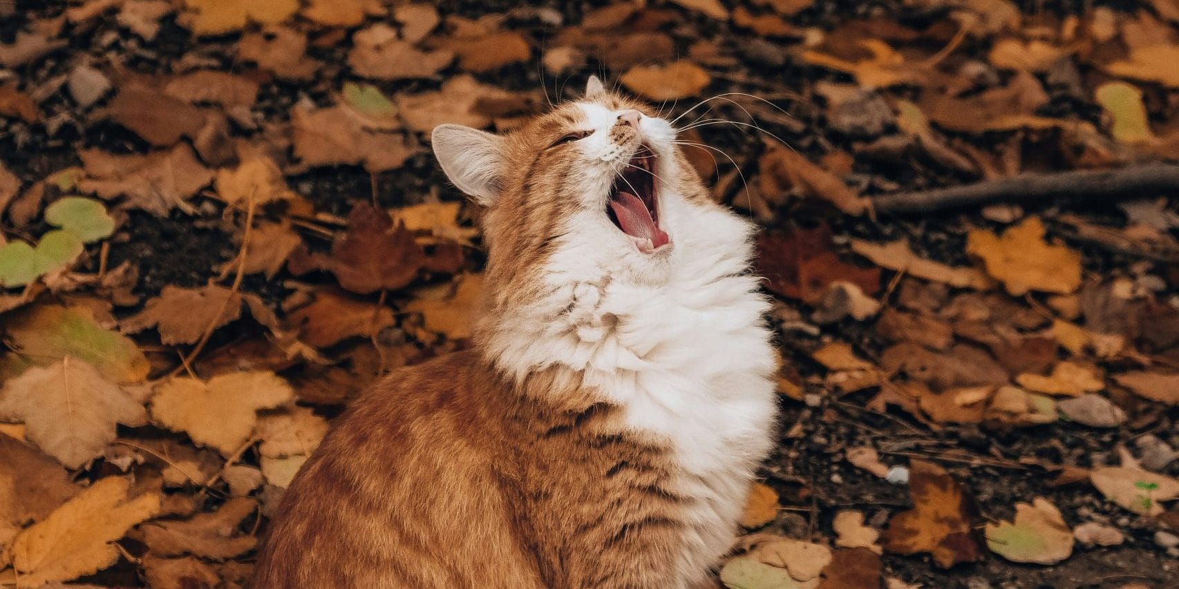 Descubre todo sobre el gato Bosque de Noruega: características cuidados y curiosidades