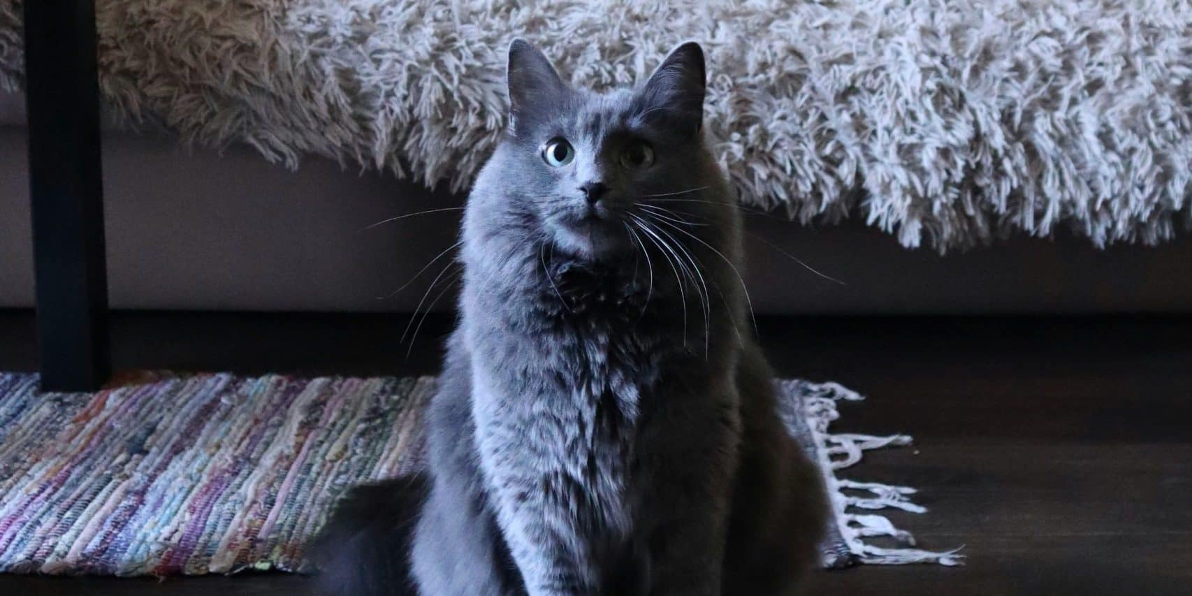 Gatos grises: descubre todo sobre esta encantadora raza felina