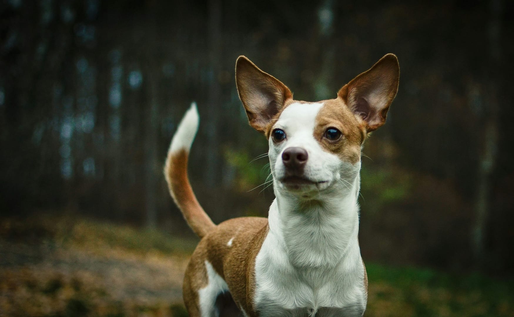 Todo lo que necesitas saber sobre los perros chihuahua: características cuidados y curiosidades