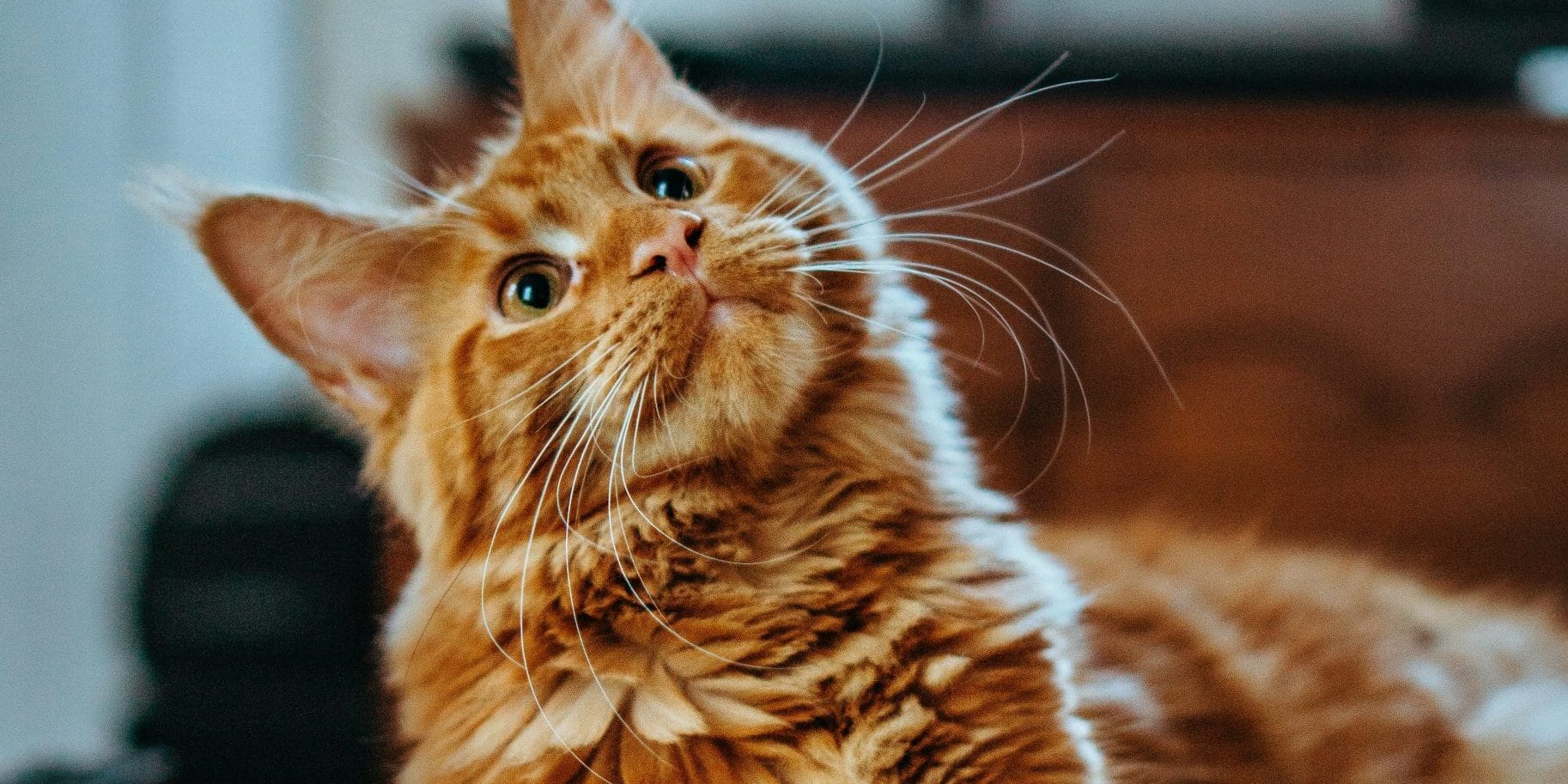 Gato Maine Coon: Todo lo que necesitas saber sobre esta raza de gran tamaño