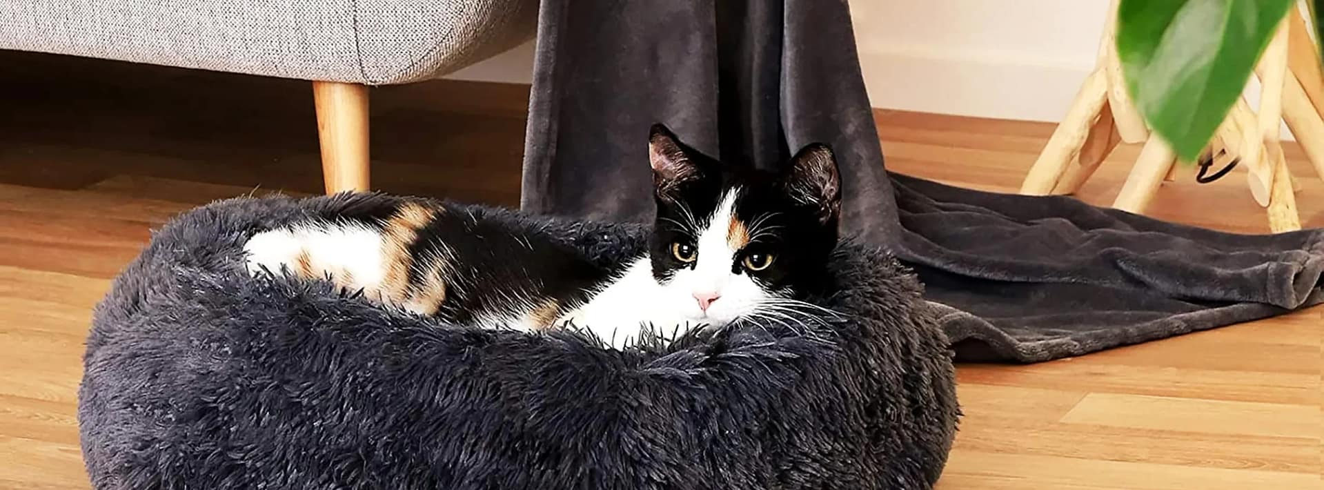 Camas para gato: Descubre las mejores opciones para el descanso perfecto de tu felino