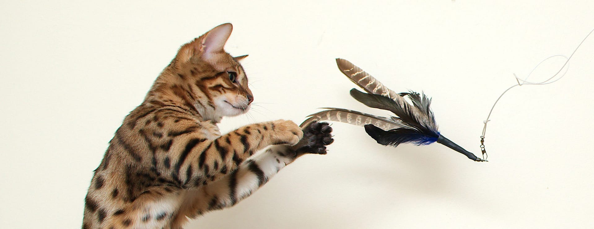 el gato