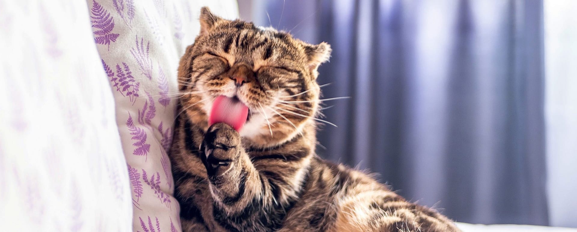 gatos que no dan alergia