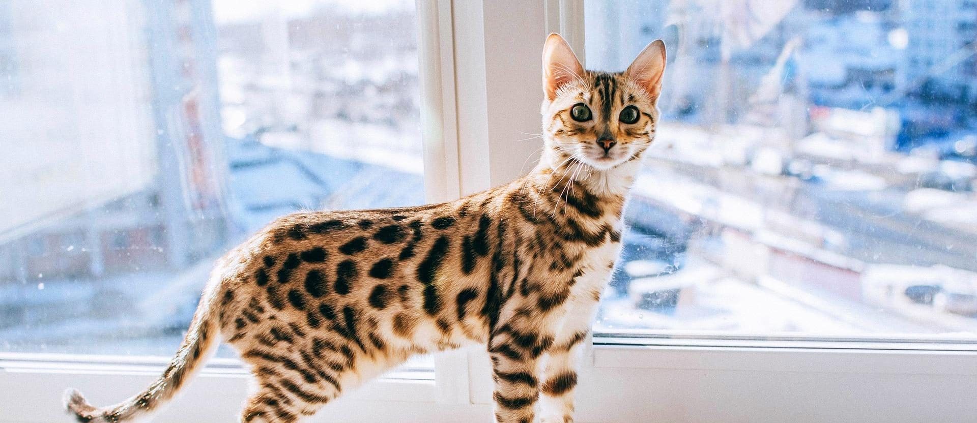Gato leopardo: Descubre todo sobre esta fascinante especie felina