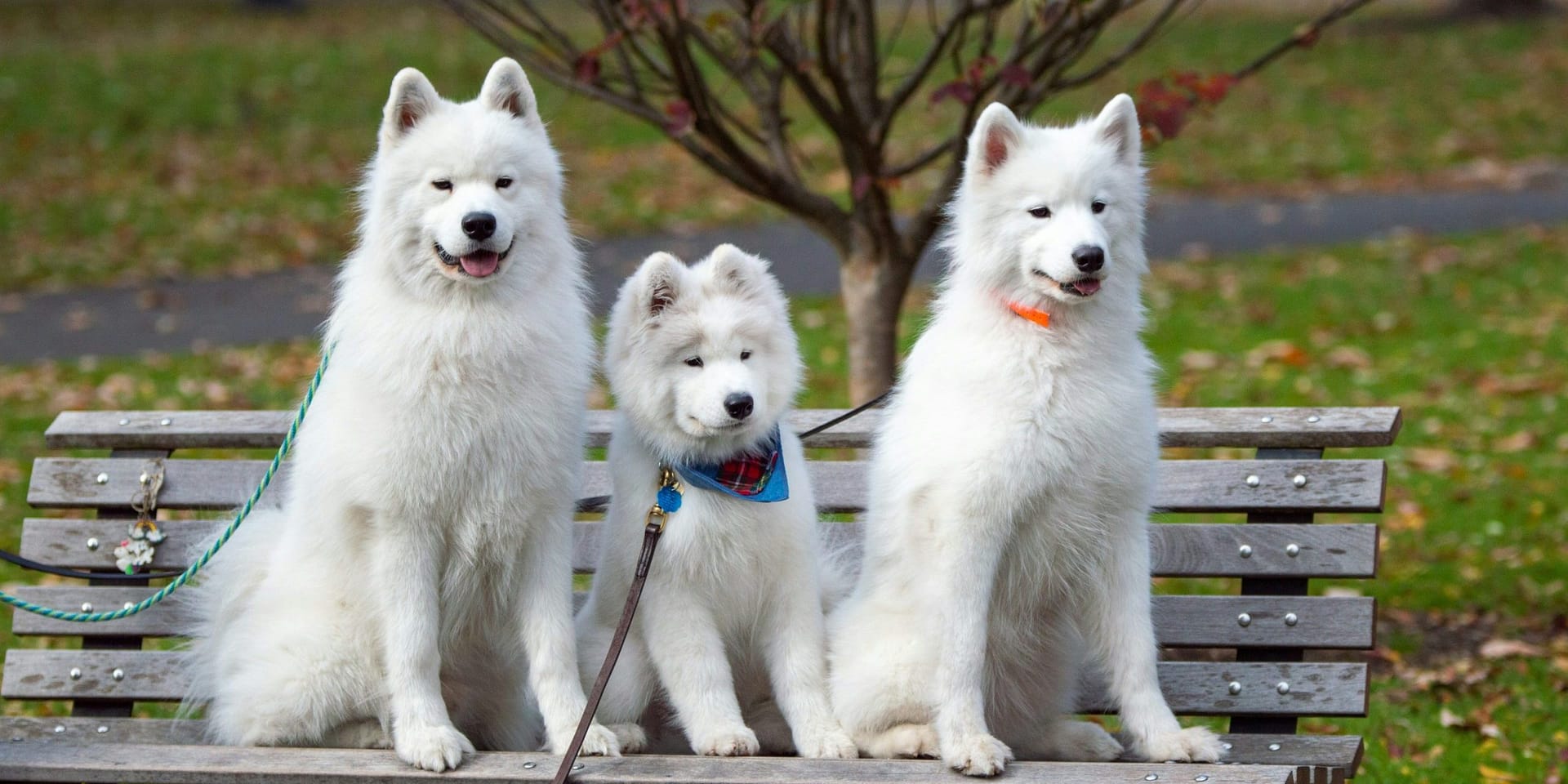 Todo lo que debes saber sobre el encantador perro Samoyedo: características cuidados y curiosidades