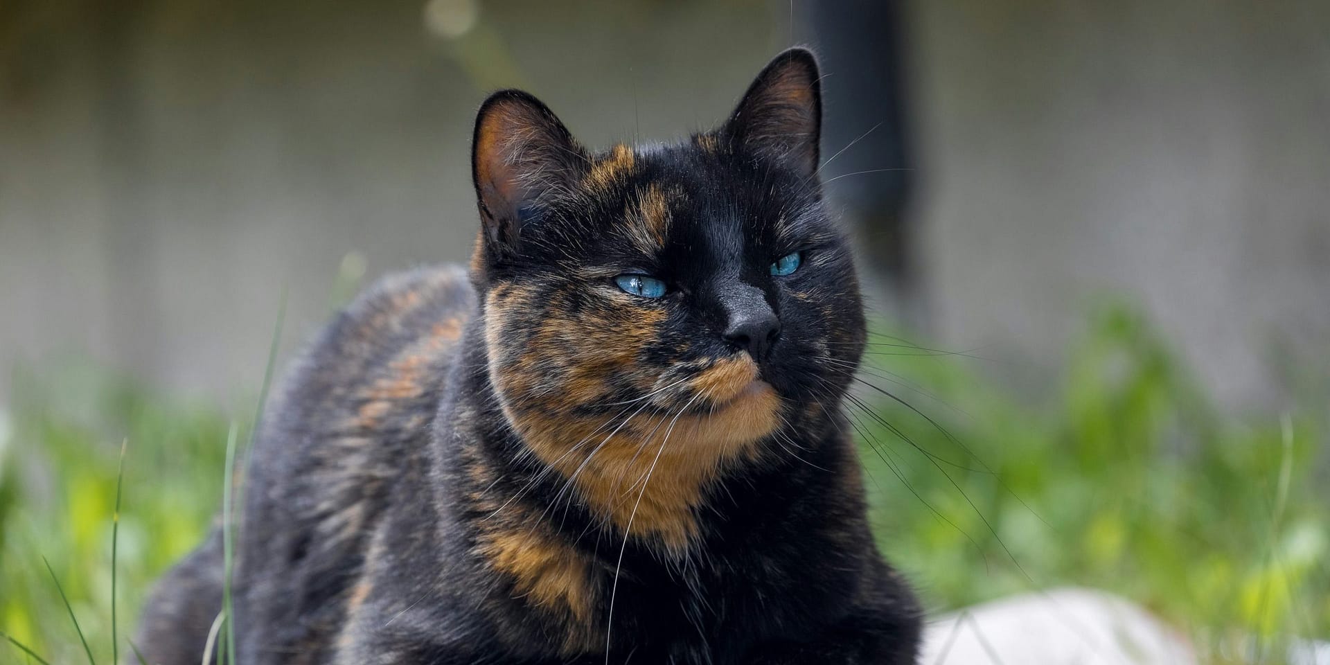 Gatita carey: descubre todo sobre esta adorable raza de gatos