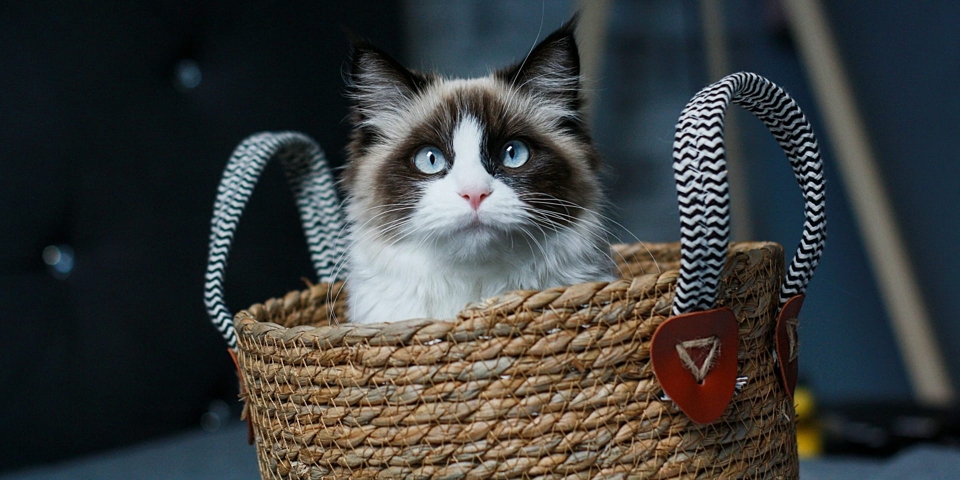 Descubre todo sobre el encantador gato Ragdoll: características cuidados y curiosidades