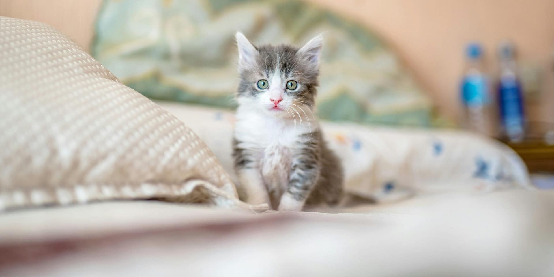 Gato Munchkin: Descubre todo sobre esta adorable raza de gatos de patas cortas