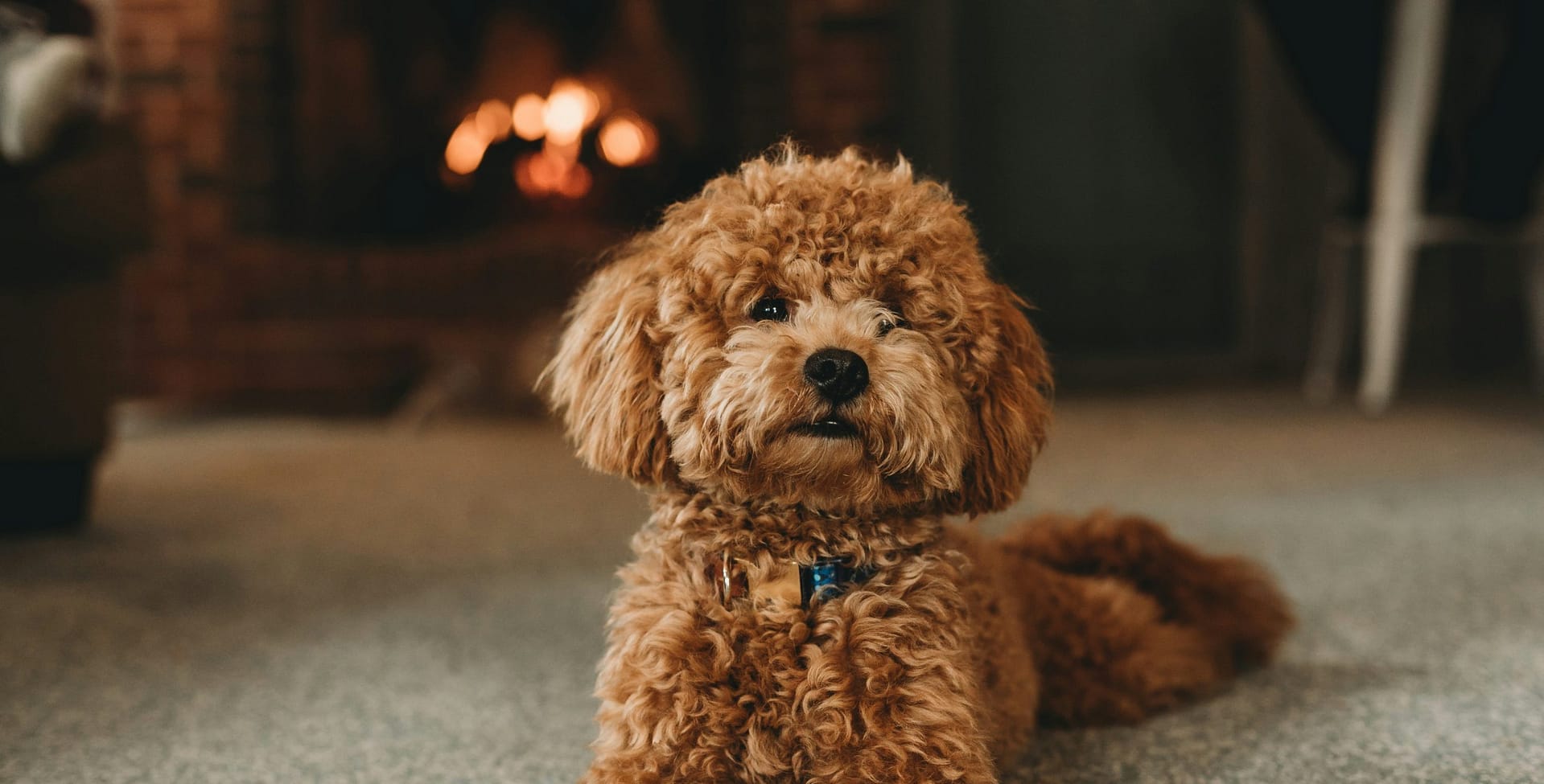 Todo lo que necesitas saber sobre el cuidado y características del caniche – Guía completa