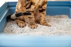 Descubre la mejor arena aglomerante para gatos: la opción ideal para mantener un hogar limpio y libre de olores