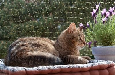 Redes para gatos: la solución perfecta para garantizar la seguridad de tu felino