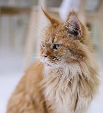 Maine Coon precio: Descubre cuánto cuesta esta popular raza de gatos