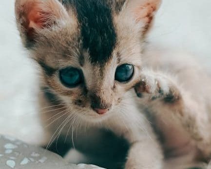 Todo lo que debes saber sobre el cuidado de un gato bebé: consejos alimentación y más