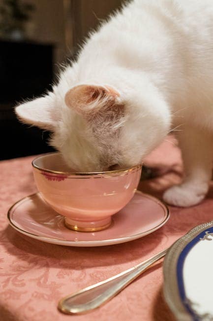 Pienso para gatos: encuentra la mejor alimentación para tu felino