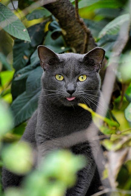 Gato Azul Ruso Precio: Descubre cuánto cuesta esta raza tan especial en España