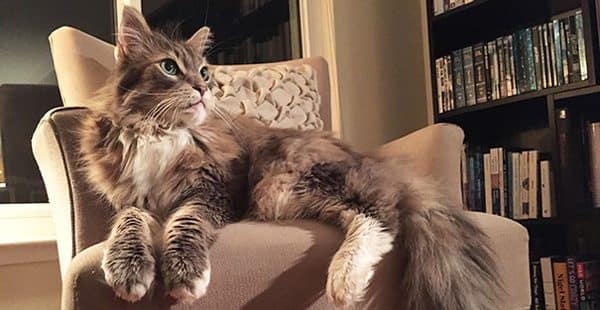 Descubre los mejores gatos grandes: razas cuidados y curiosidades