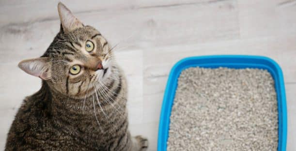 La mejor arena para gatos: descubre las opciones más eficientes y económicas