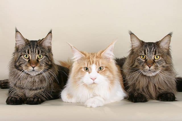 Descubre el precio del gato Maine Coon en España: ¡Encuentra la mejor oferta!