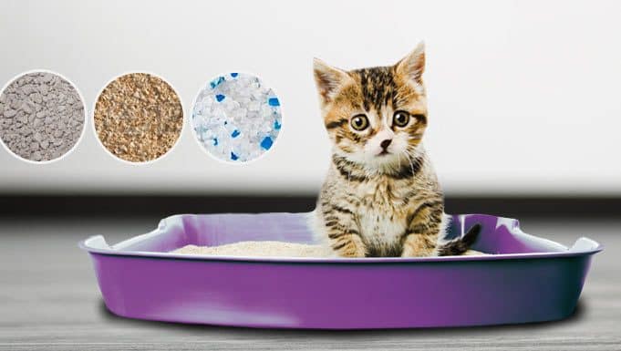 Descubre la mejor arena para gatos : arena gatos de alta calidad y rendimiento