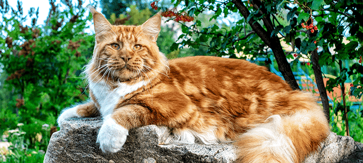 Gato gigante: Descubre todo sobre esta increíble especie felina