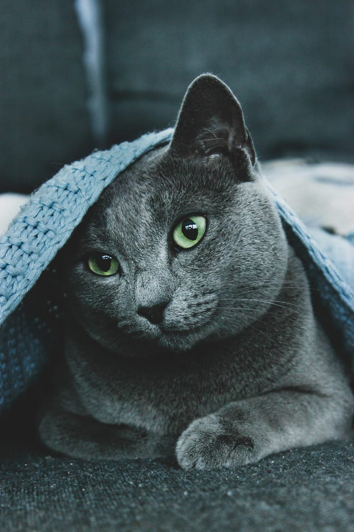 Descubre todo sobre el gato azul ruso: origen características y cuidados