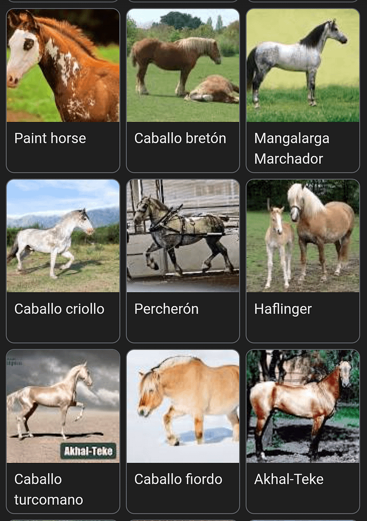 caballos