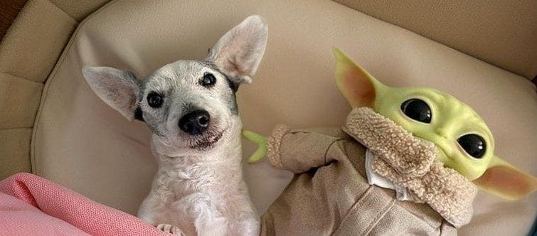 Camas para perros: cómodas opciones para el descanso de tu mejor amigo