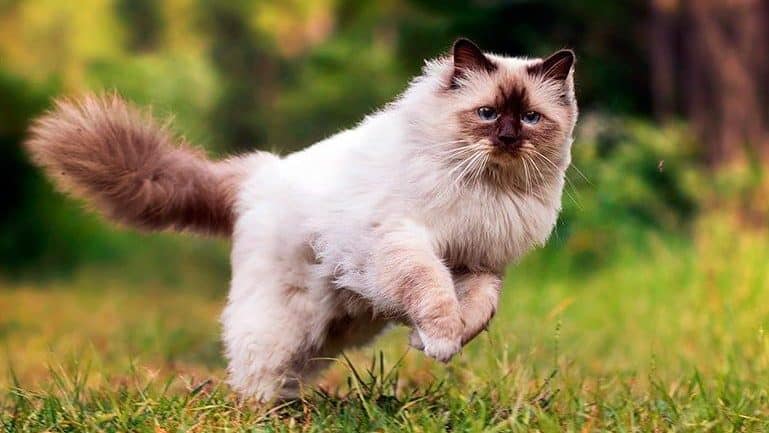 Gato Himalayo: Características cuidados y curiosidades de esta raza